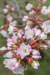 桜の花 / 爽やかな春のイメージ