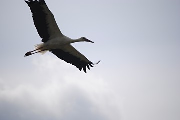Cigogne