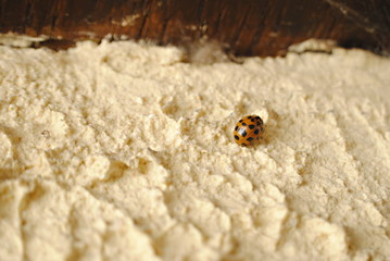 Coccinelle