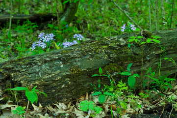 Spring in the Woods