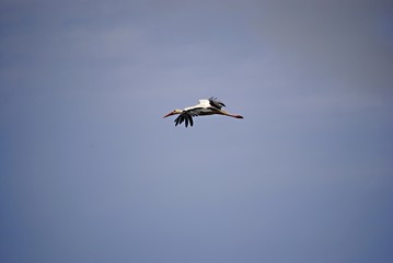 Cigogne