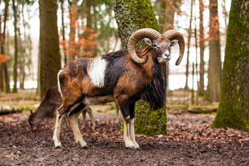 Mouflon Male (Ovis musimon) with big curvy horns in the German forest.