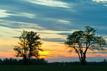 Fototapeta na wymiar Sunset Through the Trees