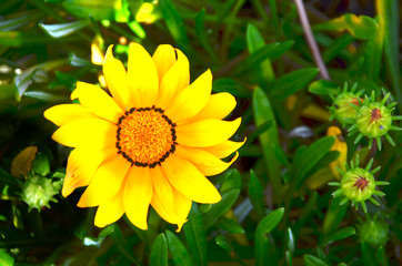 yellow flower on green background