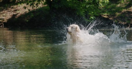 Slow motion of a playful pedigreed Golden Retriever dog is running and jumping in the lake in a sunny day.