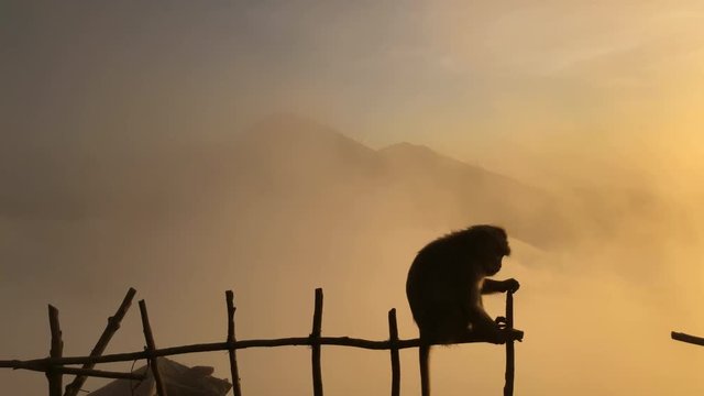 Monkey on background of a volcano in the mountains Bali Indonesia. Monkey goes on the fence on the background of clouds