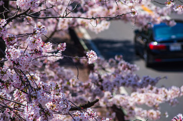 道路沿いの桜
