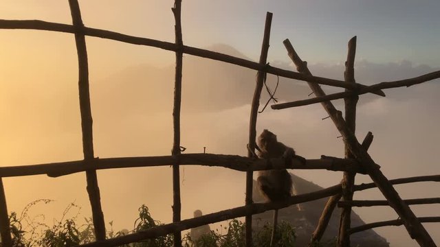 Monkey on background of a volcano in the mountains Bali Indonesia. Monkey goes on the fence on the background of clouds