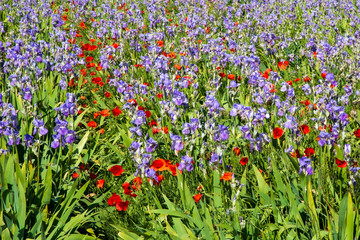 Iris meadow with poppies in Provence France.