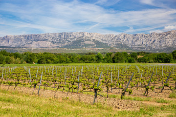 Vineyard close  to Sainte Victoire mountain near aix en Provence  France.