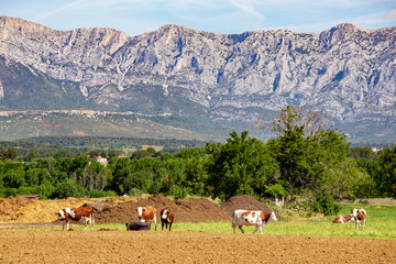 Cow herd close  to Sainte Victoire mountain near aix en Provence  France.