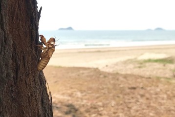 Cicada stain on a beach, Lion island in the background
