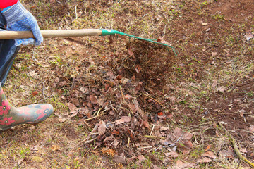 Woman collects dry leaves with a rake in the garden. Close-up. Background.