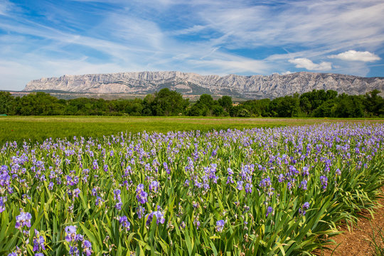 Iris meadow close  to Sainte Victoire mountain near aix en Provence  France.