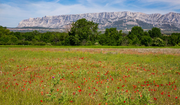 Poppies meadow close  to Sainte Victoire mountain near aix en Provence  France.