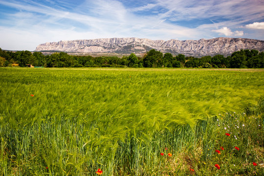 Wheat meadow close  to Sainte Victoire mountain near aix en Provence  France.