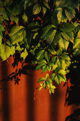 Ivy or vine branches in the garden