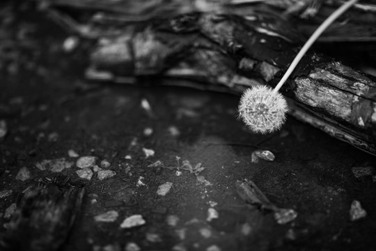 Fototapeta Dmuchawiec czarno biały kolor na drzewie