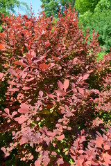 red flowers in the garden