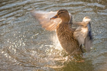 Stockente, Weibchen, (Anas platyrhynchos) richtet sich im Wasser auf und schlägt mit den Flügeln, Hessen, Deutschland, Europa 