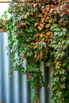 Ivy or vine branches in the garden