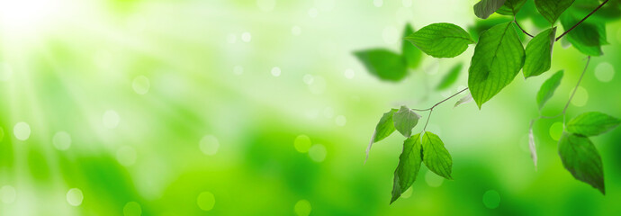 Fresh green leaves on a shiny background