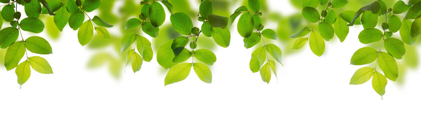 Green leaves isolated on a white background - obrazy, fototapety, plakaty