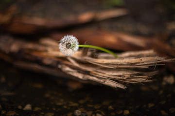 Dmuchawiec © andsko