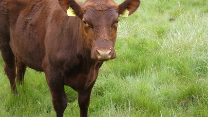 Cows enjoying the meadow