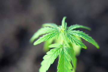 Small plant of cannabis seedlings at the stage of vegetation planted in the ground, cultivation in...