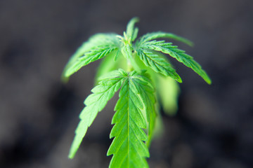 Close up macro of green hemp, ganja leaves. CBD oil concept on a blurred background. Young cannabis plants