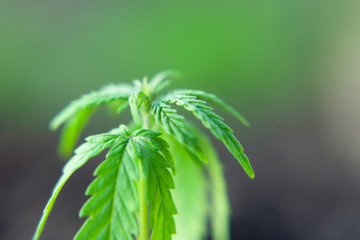 Small plant of cannabis seedlings at the stage of vegetation planted in the ground, cultivation in an indoor marijuana for medical purposes. Macro of green hemp, CBD oil concept on blurred background