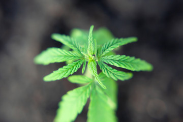 Small plant of cannabis seedlings at the stage of vegetation planted in the ground, cultivation in...