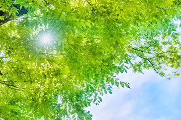 瑞々しい新緑の葉
