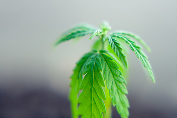 Close up macro of green hemp, ganja leaves. CBD oil concept on a blurred background. Young cannabis plants
