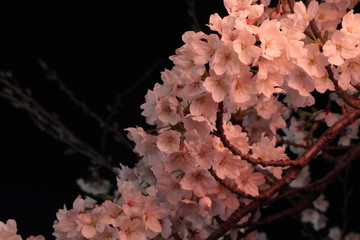 高田城公園の夜桜