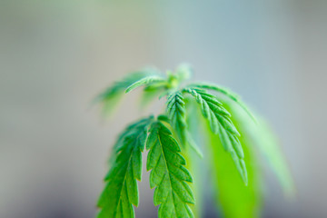Small plant of cannabis seedlings at the stage of vegetation planted in the ground, cultivation in an indoor marijuana for medical purposes. Macro of green hemp, CBD oil concept on blurred background