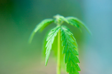 Close up macro of green hemp, ganja leaves. CBD oil concept on a blurred background. Young cannabis plants