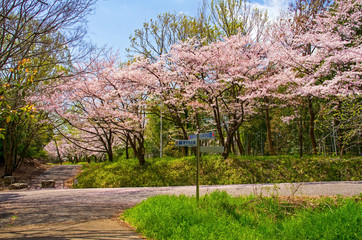 服部緑地の桜