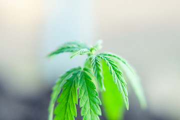 Close up macro of green hemp, ganja leaves. CBD oil concept on a blurred background. Young cannabis...