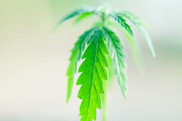 Fototapeta na wymiar Close up macro of green hemp, ganja leaves. CBD oil concept on a blurred background. Young cannabis plants