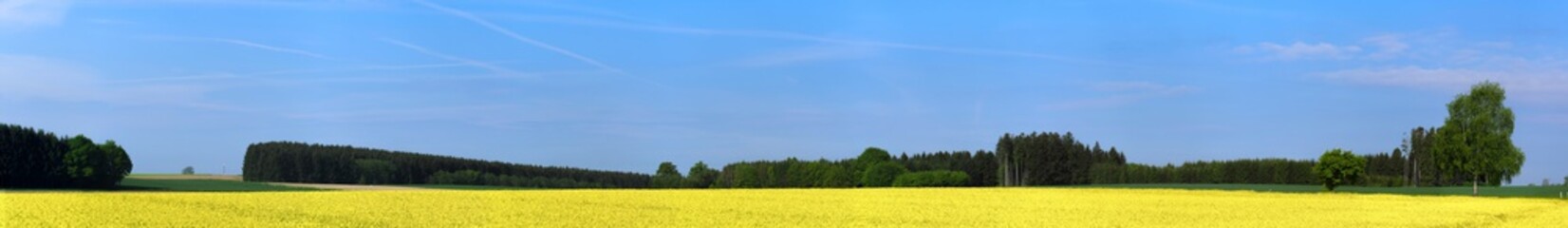 panorama of a rape field on a sunny spring day