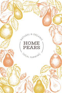 Pear design template. Hand drawn vector garden fruit illustration. Engraved style garden fruit frame. Retro botanical banner.