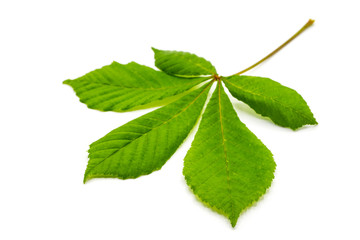 Chestnut leaf isolated on white background