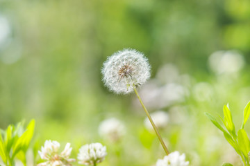 都会の公園に咲くたんぽぽ