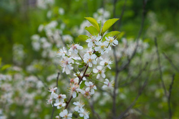 Spring