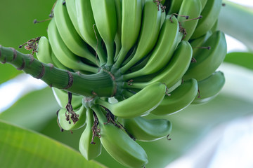Young fruits of banana, on the branch