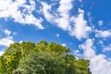 新緑の木と青空