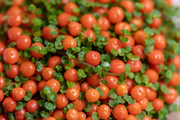 Orange coral bead plant, coral moss (Nertera granadensis)