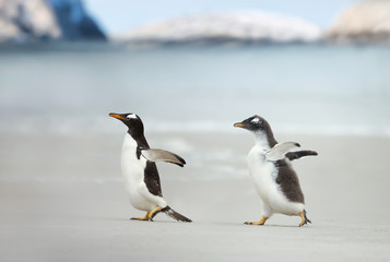 Gentoo penguin chick chasing its parent to be fed